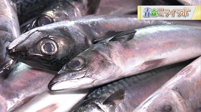 八戸港で水揚げされる魚の代表格と言えばサバです。