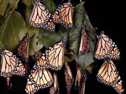 国際共同制作　神秘の蝶　驚異の大冒険　～北米大陸5000キロを渡る～