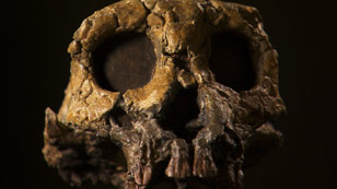人類誕生の謎に迫る　～最古の化石 トゥーマイの物語～　写真