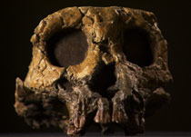人類誕生の謎に迫る　〜最古の化石 トゥーマイの物語〜　写真