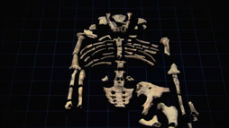 発見！ラミダス猿人　～440万年前の“人類”～　写真