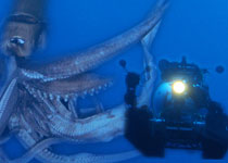 「深海に伝説の巨大生物を追う」世界初撮影！深海の超巨大イカ