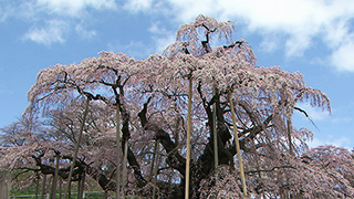 滝桜 