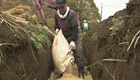 試験的に栽培・収穫したコメを廃棄する飯館村の農家・菅野宗夫さん