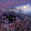 Fleurs de cerisiers, et de magnolia, et lune persistante