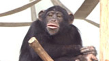 子作りしないチンパンジー　～繁殖の危機・悩む動物園～