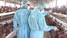 感染拡大　鳥インフルエンザ