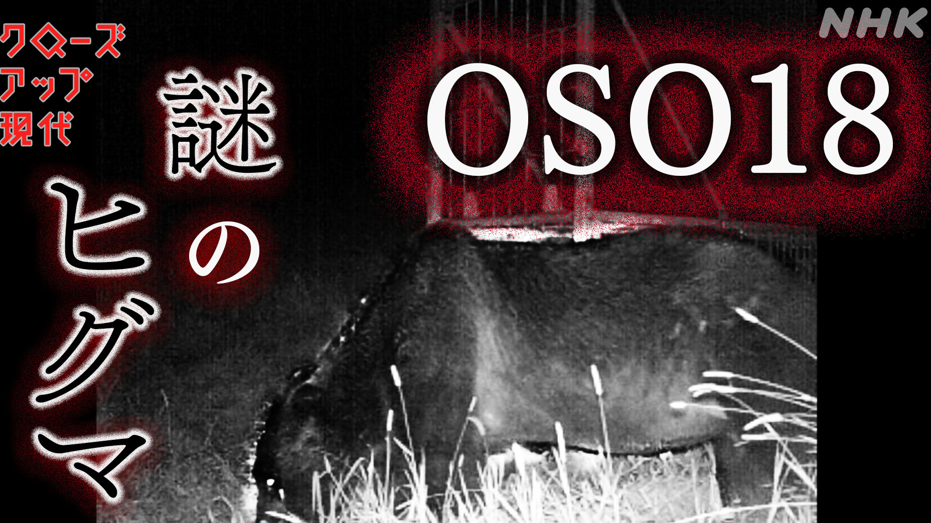 謎のヒグマ「OSO18」を追え!