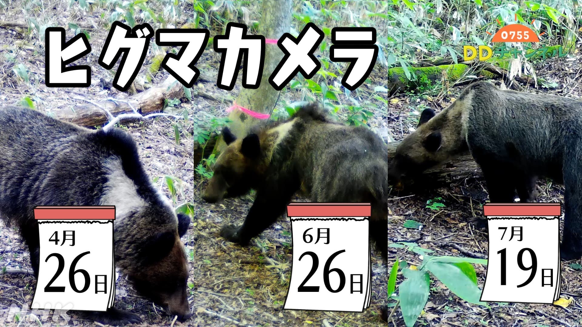 ヒグマカメラ2023 札幌の森のヒグマはいま 0755DDチャンネル