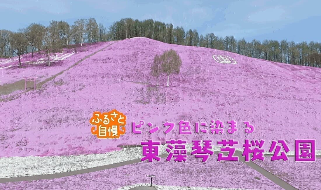 【ふるさと自慢】 大空町「ピンク色に染まる 東藻琴芝桜公園」