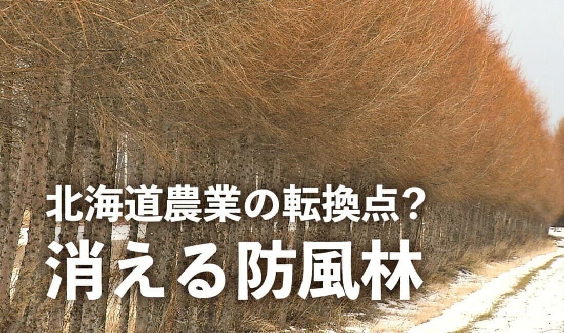 北海道農業の転換点？消える防風林