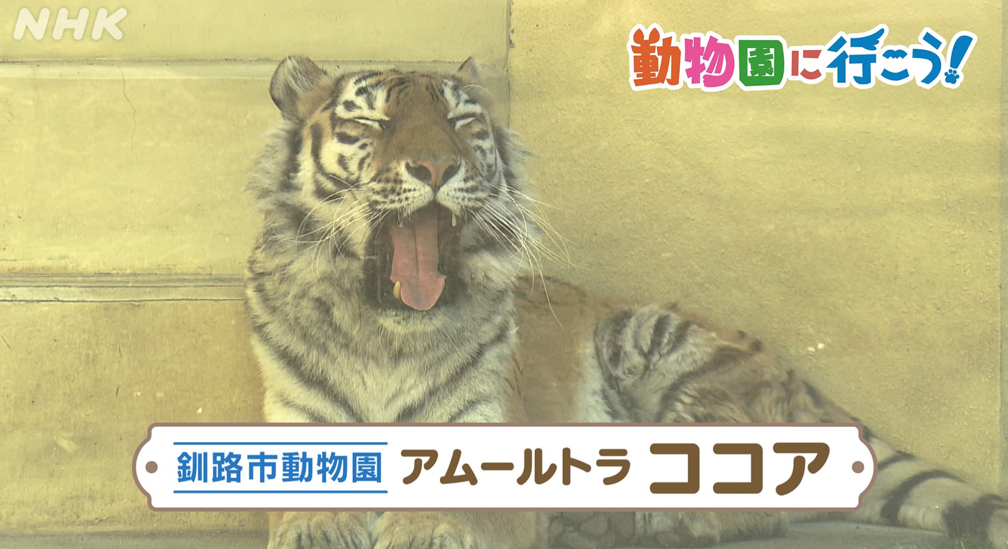 「動物園に行こう！」　釧路市動物園　アムールトラ　ココア