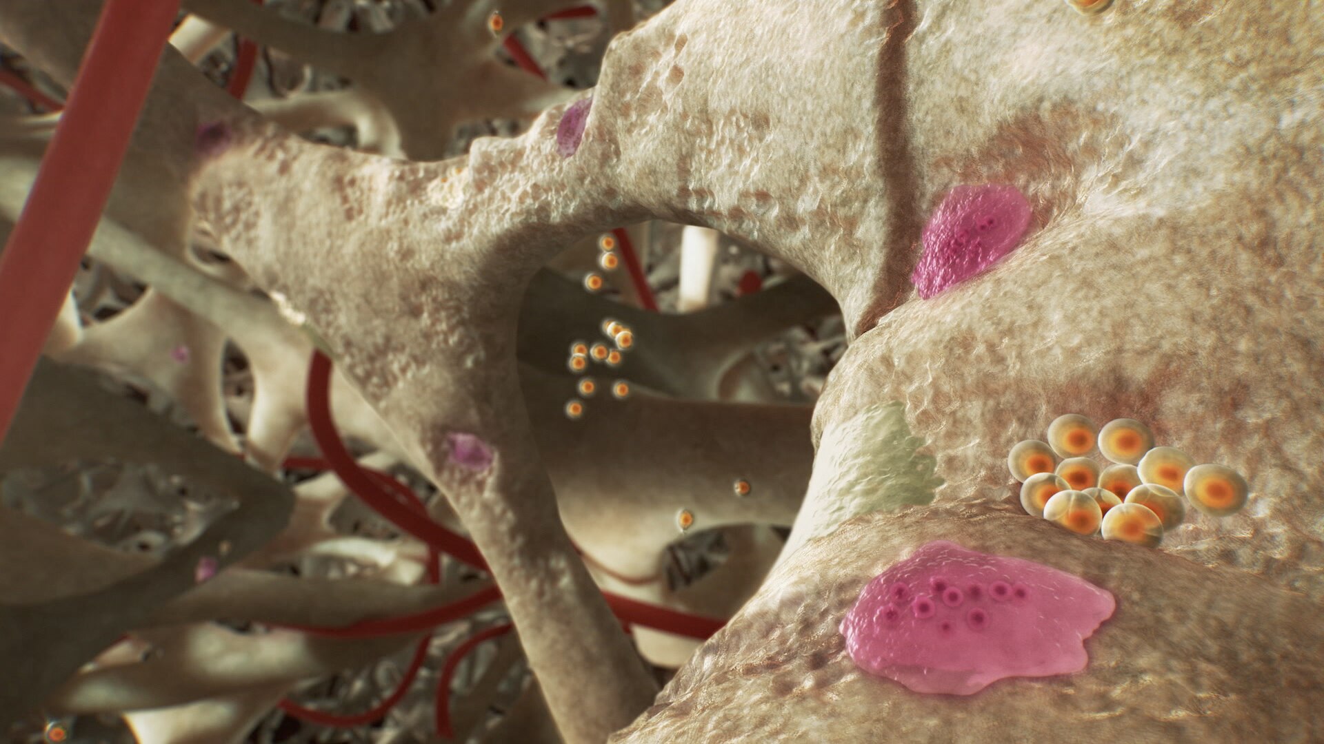 骨をつくる細胞「骨芽細胞（オレンジ色）」と骨を壊す細胞「破骨細胞（ピンク色）」のCG。二つの細胞のバランスで骨が健康に保たれる。