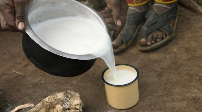 マサイの人々の主食はミルク