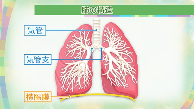 肺の構造 気管・気管支・横隔膜の場所
