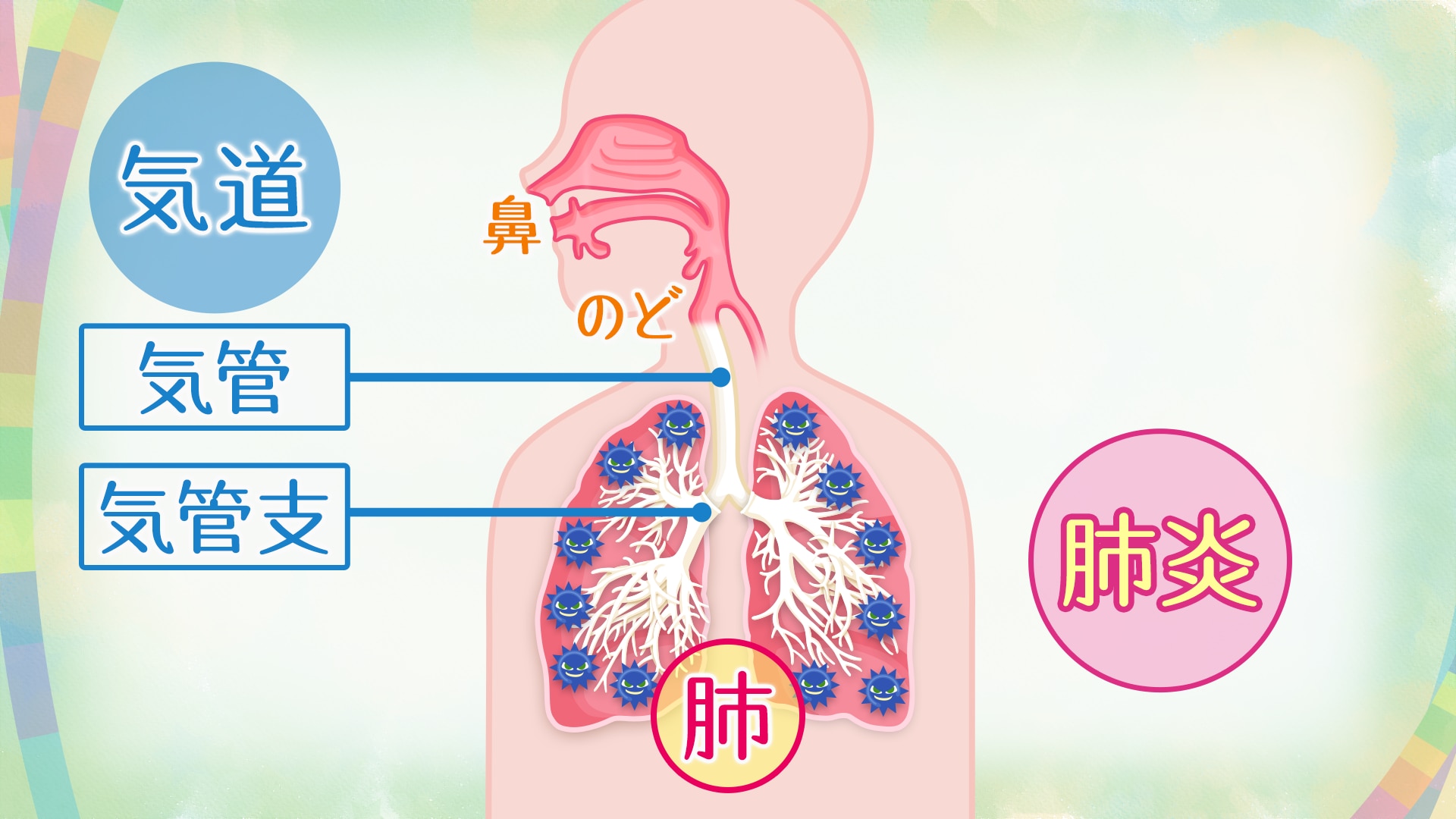 肺炎の場合、この肺胞が炎症を起こすために息苦しさが起こります
