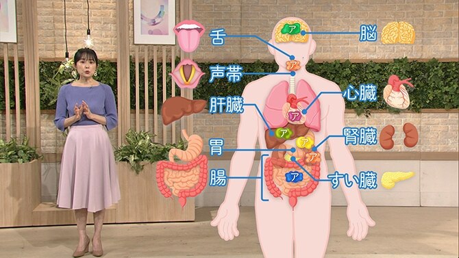 人体画像と臓器の説明