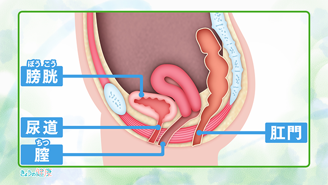 女性は肛門から尿道までが近く、急性膀胱炎になりやすい