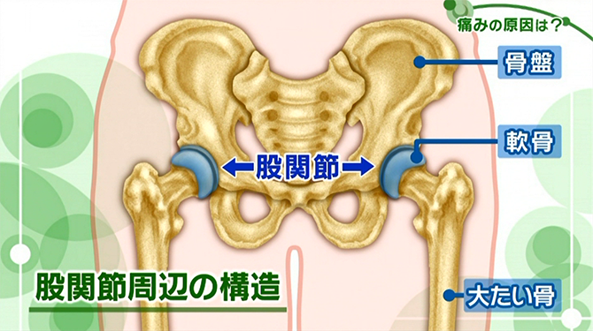 股関節周辺の構造