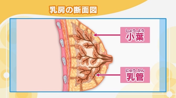 乳房の断面図