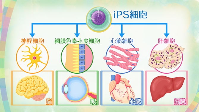 iPS細胞を使った再生医療