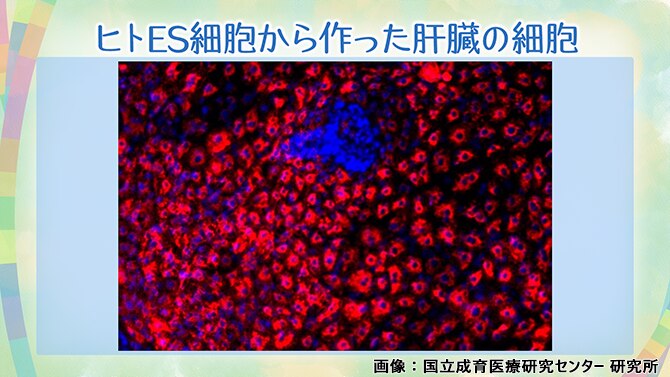 ヒトES細胞からつくった肝臓の細胞