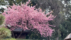 桜もきれい
