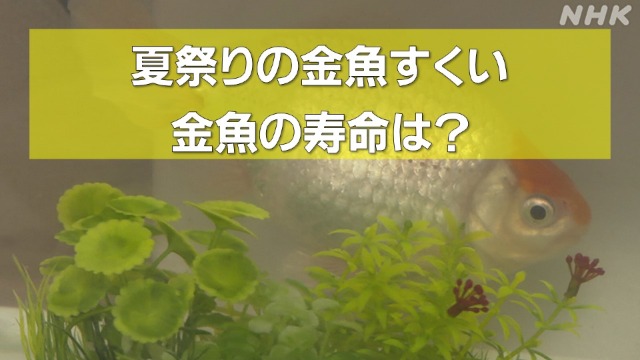 「金魚って何年生きられるの？」宮崎の視聴者の疑問を調査！