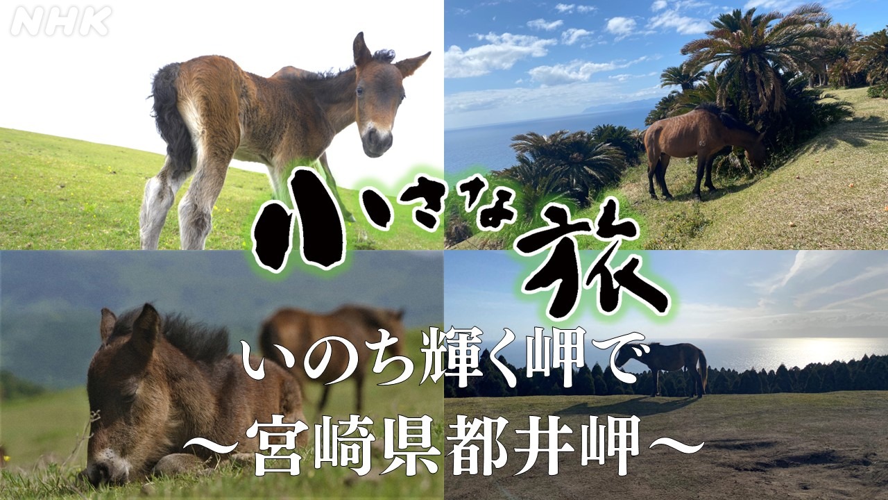 小さな旅「いのち輝く岬で 宮崎県都井岬」野生馬・岬馬とは？
