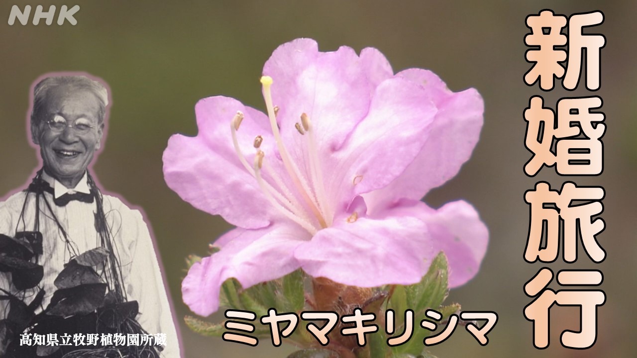 「らんまん」牧野富太郎博士 新婚旅行で新種!?その花に異変！