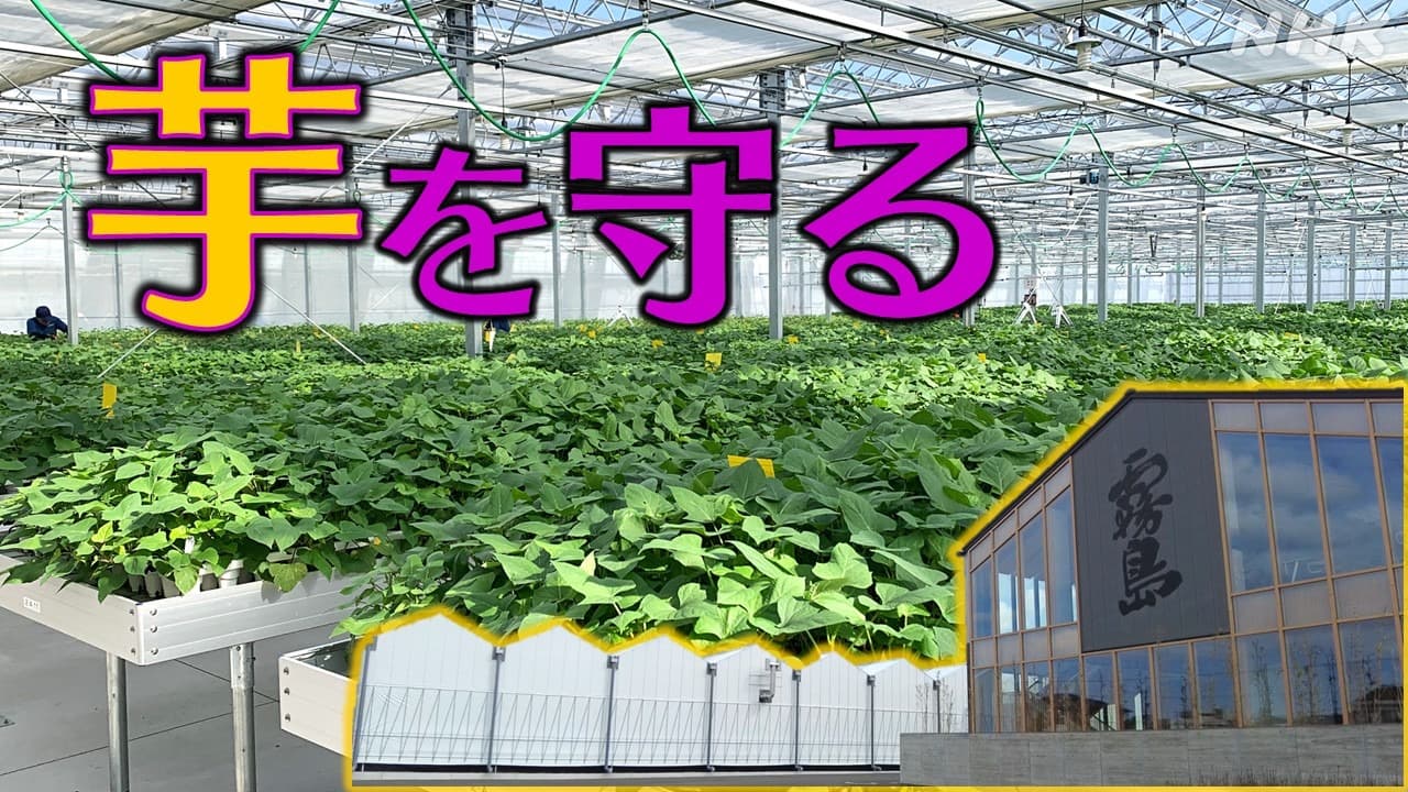 サツマイモ基腐病 宮崎の焼酎メーカーが新施設 “無菌で育苗”