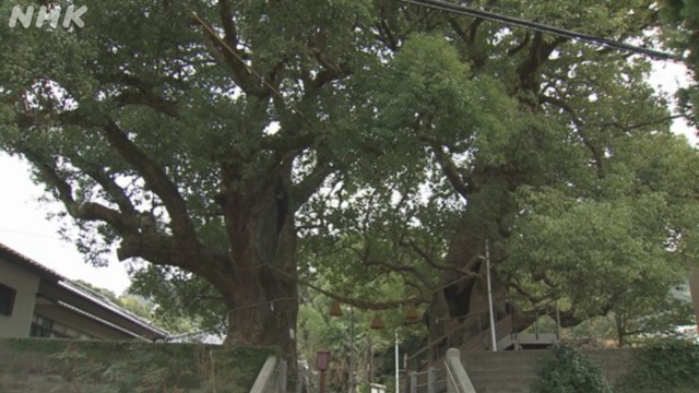 福山雅治さんの”クスノキ”で長崎市の被爆樹木の掘り起こし