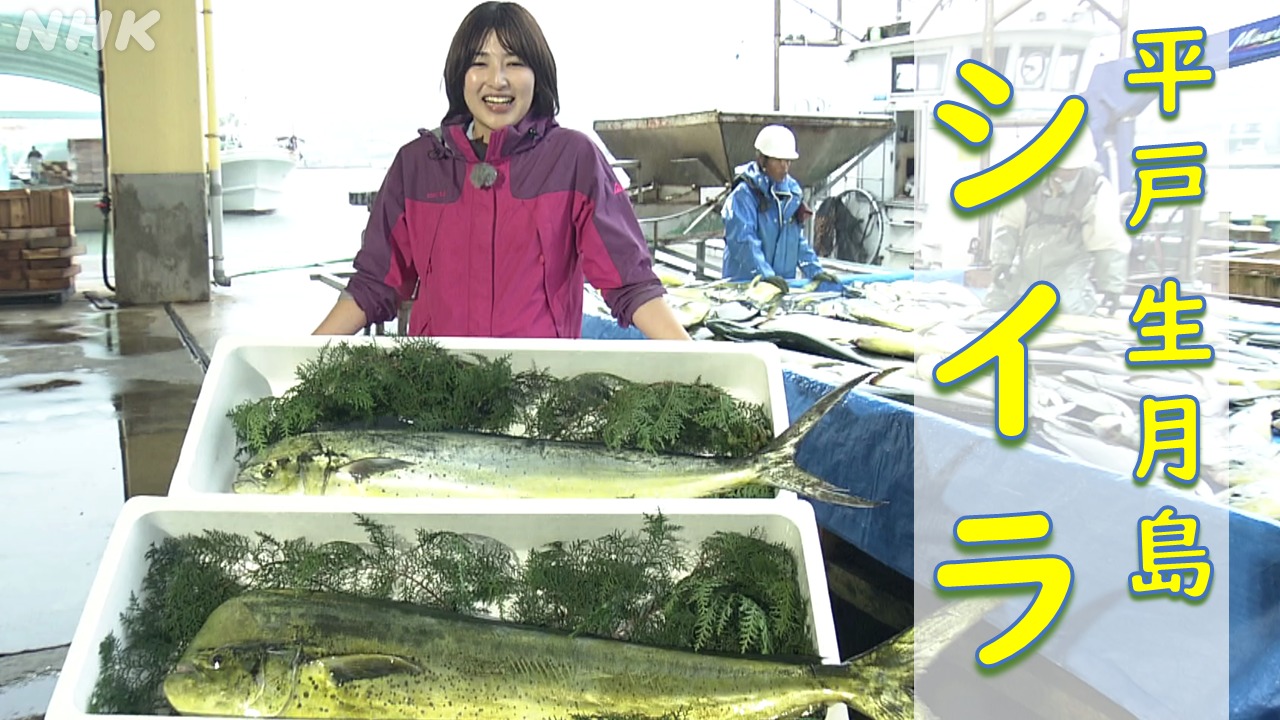 長崎・平戸　生月島の旬の魚シイラ　ブランド化と絶品料理