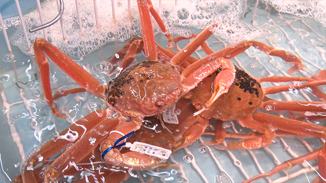 Tottori is the top producer of crabs in Japan. You can buy live crabs even at local supermarkets.