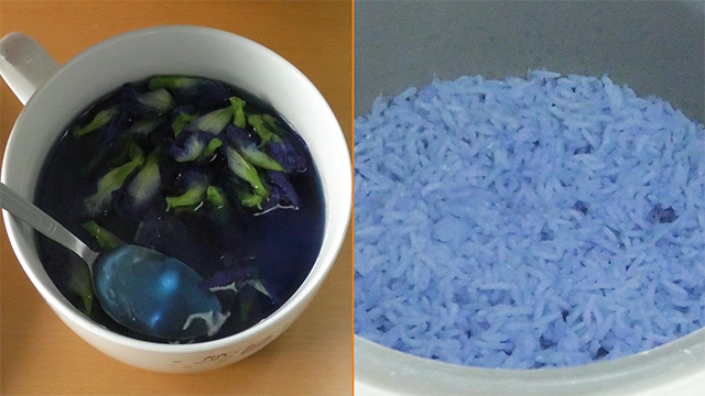 Kwan is going to use the blue water produced by steeping butterfly pea flowers in hot water to cook rice. 