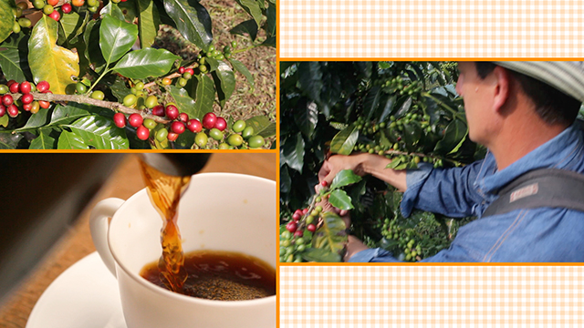 Columbia’s climate is ideal for producing premium-grade coffee. Coffee beans thrive in places with marked differences in daytime and nighttime temperatures as well as a good balance of wet and dry periods. A secret to good coffee is to pick the beans by hand to avoid breaking the branches.