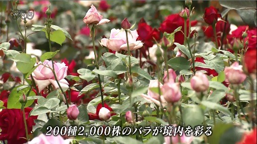 http://www.nhk.or.jp/osaka-blog/image/170518bara5a_logo.jpg