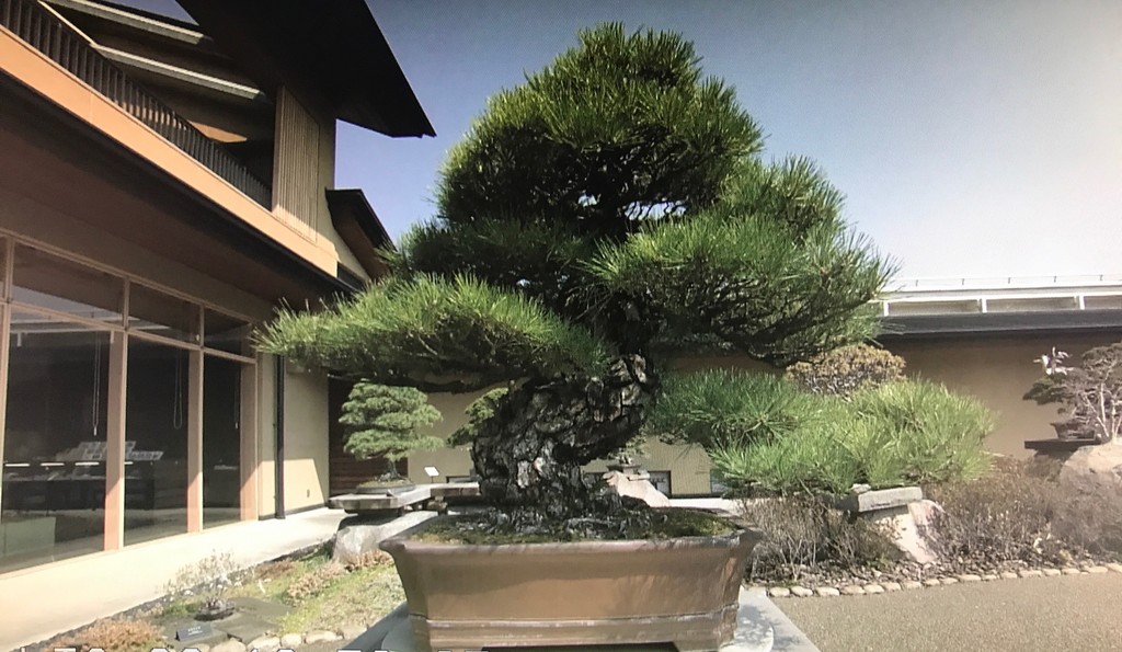 http://www.nhk.or.jp/saitama-blog/image/bonsai.jpg