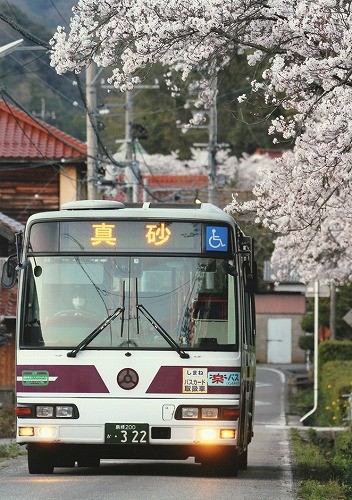 桜並木の路線バス