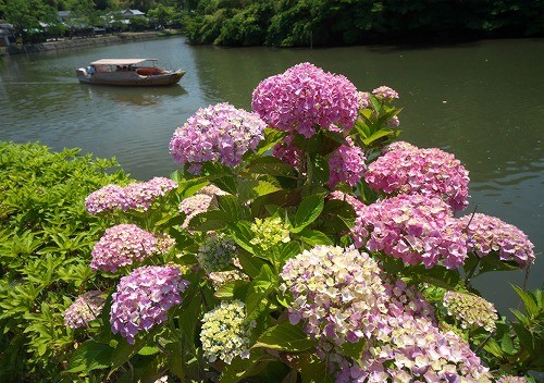 松江堀川のあじさいが咲き始めました