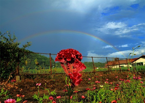 ケイトウの花と虹