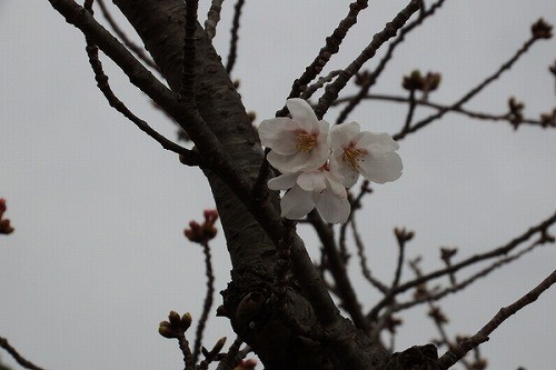 今年の染井吉野桜が咲いた