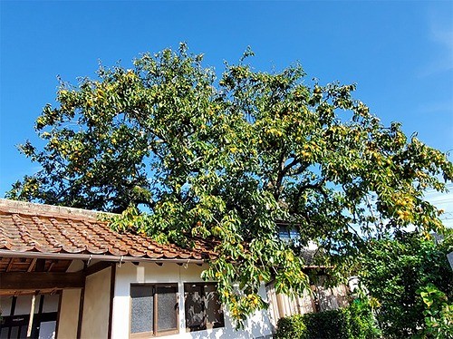 樹齢300年の柿の大木