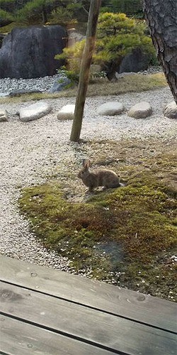 松江歴史館に野ウサギ！