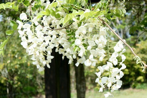 白い藤の花が咲きました