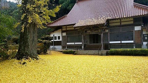 金色の絨毯