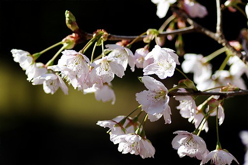 城跡の早咲き桜