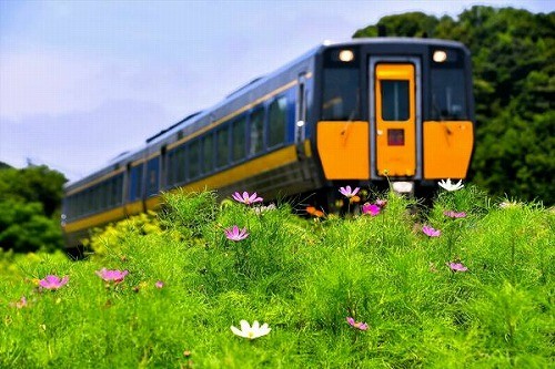 秋桜と特急列車