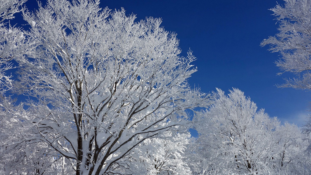 今週のシャモリ～１月７日「八甲田の樹氷」ほか～