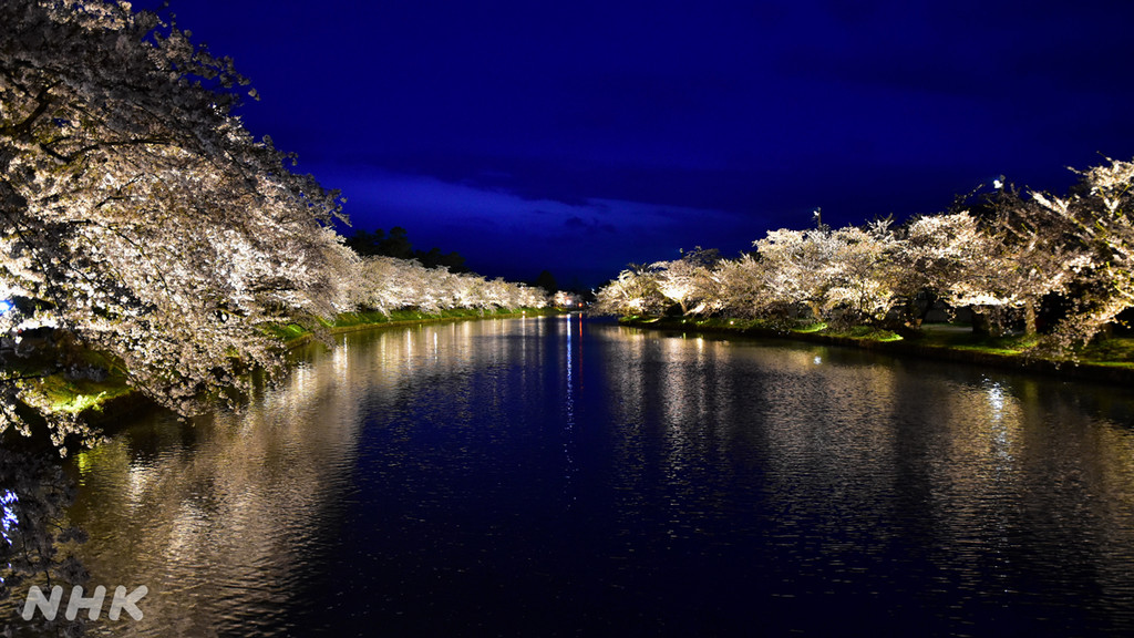 今週のシャモリ～4月21日「西堀の夜桜」ほか～